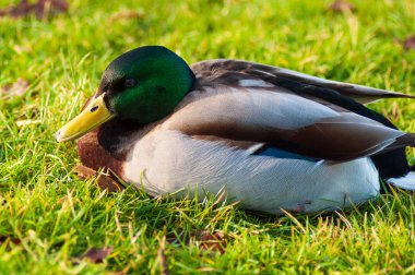 Wild ducks Mallard Anas platyrhynchos standing on the shore, female wild duck outside summer.