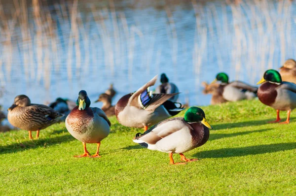 Wild ducks Mallard Anas platyrhynchos standing on the shore, female wild duck outside summer. — Zdjęcie stockowe