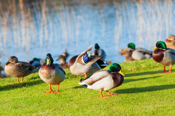 Дикие утки Mallard Anas platyrhynchos стоя на берегу, женщина дикая утка на улице летом
.