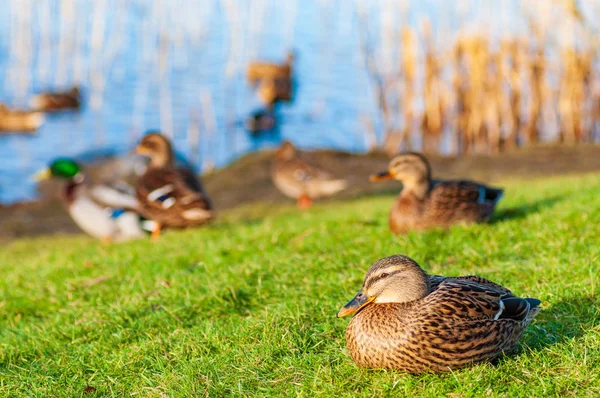 Wild ducks Mallard Anas platyrhynchos standing on the shore, female wild duck outside summer. — 图库照片
