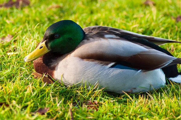 Wild ducks Mallard Anas platyrhynchos standing on the shore, female wild duck outside summer. — Stockfoto