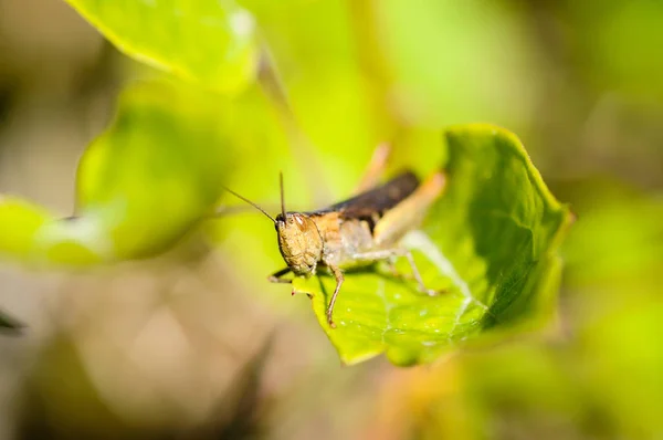 Sauterelle assise sur une feuille, fond vert . — Photo