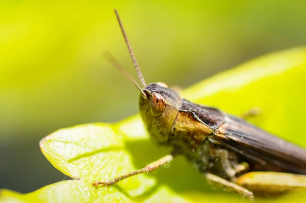 Grasshopper sitting on a leaf, Green background. — Stockfoto