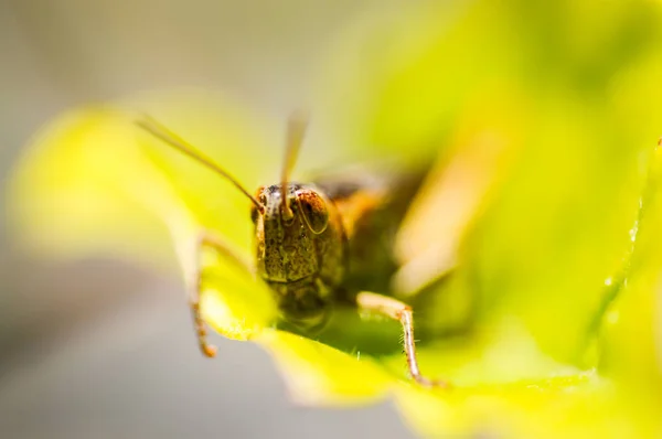 Grasshopper sitting on a leaf, Green background. — Stockfoto