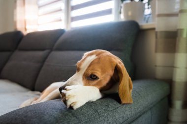 Kanepede uyuyan av köpeği. Kanepede tembel bir gün. Köpek arkaplanı