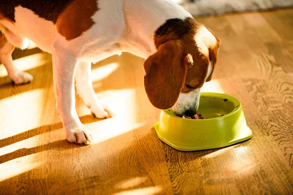 Hundebeagle Fressen Dosenfutter Aus Der Schüssel Hellen Innenraum Hundefutter Konzept — Stockfoto