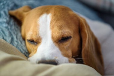 Beagle dog tired sleeps on a cozy sofa, on cushion. Hound in house concept