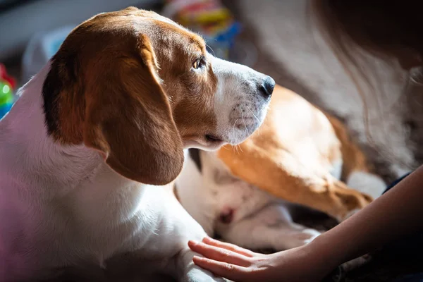 Beagle Dog Tired Sleeps Carpet Floor Child Grabbing Dogs Paw — 스톡 사진