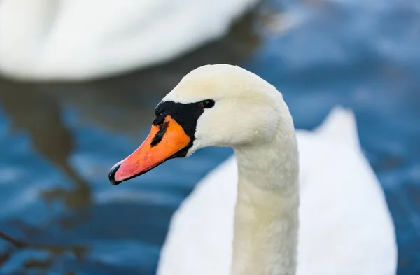 White swan on lake background. Wildlife in Austria. Dam on river Mur in Gralla, Stausee