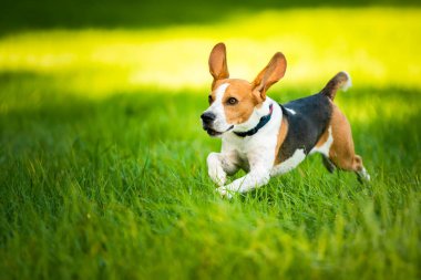 Dog Beagle running fast and jumping with tongue out through green grass field in a spring. Pet background