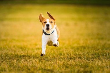 Dog Beagle running fast and jumping with tongue out through green grass field in a spring. Pet background