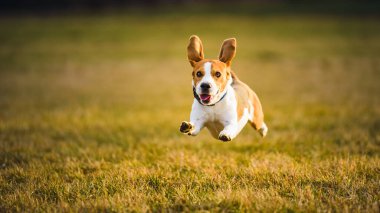 Dog Beagle running fast and jumping with tongue out through green grass field in a spring. Pet background
