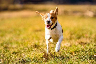 Dog Beagle running fast and jumping with tongue out through green grass field in a spring. Pet background