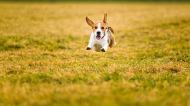 Dog Beagle running fast and jumping with tongue out through green grass field in a spring. Pet background