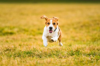 Dog Beagle running fast and jumping with tongue out through green grass field in a spring. Pet background