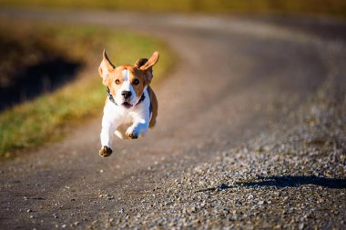 Dog Beagle running fast and jumping with tongue out on the rural path. Pet background