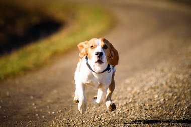 Dog Beagle running fast and jumping with tongue out on the rural path. Pet background