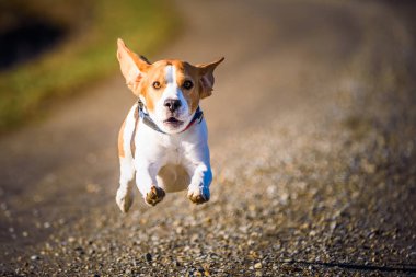 Dog Beagle running fast and jumping with tongue out on the rural path. Pet background