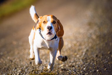 Dog Beagle running fast and jumping with tongue out on the rural path. Pet background