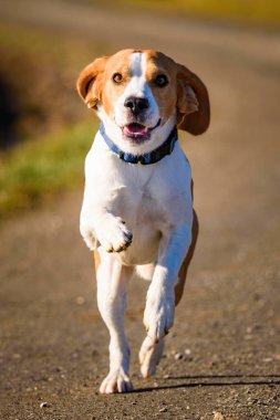 Dog Beagle running fast and jumping with tongue out on the rural path. Pet background