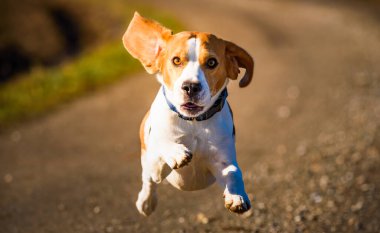 Dog Beagle running fast and jumping with tongue out on the rural path. Pet background