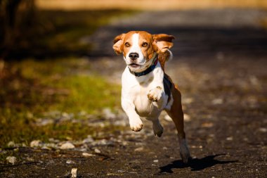 Dog Beagle running fast and jumping with tongue out on the rural path. Pet background