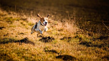 Dirty Dog Beagle running fast and jumping with tongue out through field in a spring. Pet background