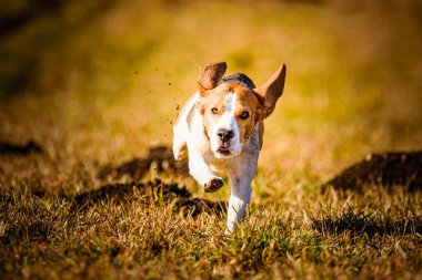 Dirty Dog Beagle running fast and jumping with tongue out through field in a spring. Pet background