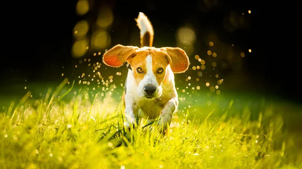 Dog Beagle Corre Veloce Salta Con Lingua Fuori Attraverso Campo — Foto Stock