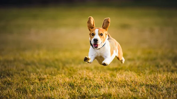 Koira Beagle Juoksee Nopeasti Hyppää Kieli Ulos Vihreän Nurmikentän Läpi — kuvapankkivalokuva