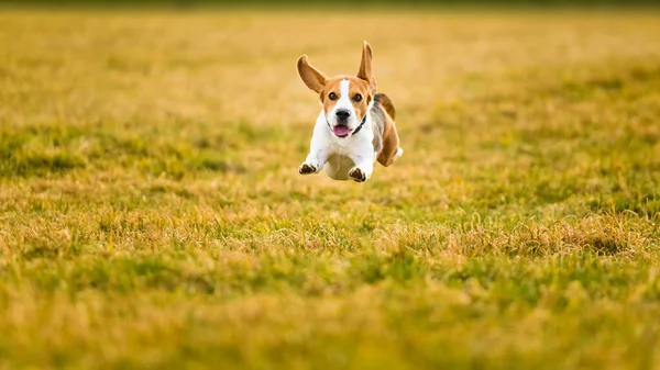stock image Dog Beagle running fast and jumping with tongue out through green grass field in a spring. Pet background
