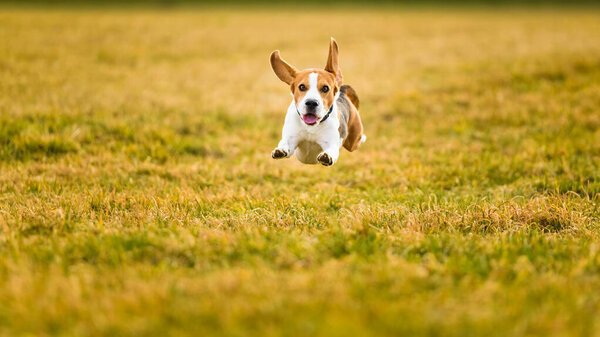 Собака Бигл быстро бегает и прыгает с языком через зеленое травяное поле весной. Домашние животные
