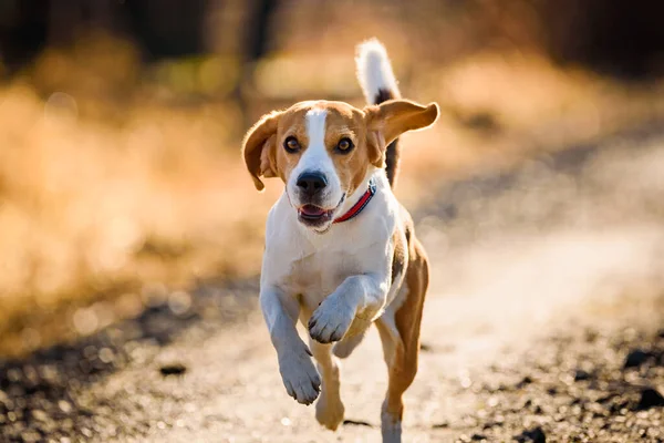 Dog Beagle Running Fast Jumping Tongue Out Rural Path Pet — Stock Photo, Image