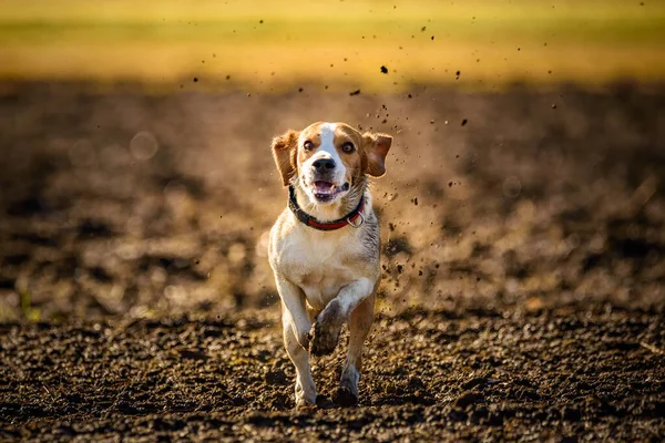 ขสกปรก Beagle างานอย างรวดเร วและกระโดดด วยล นออกผ านสนามในฤด ใบไม นหล — ภาพถ่ายสต็อก