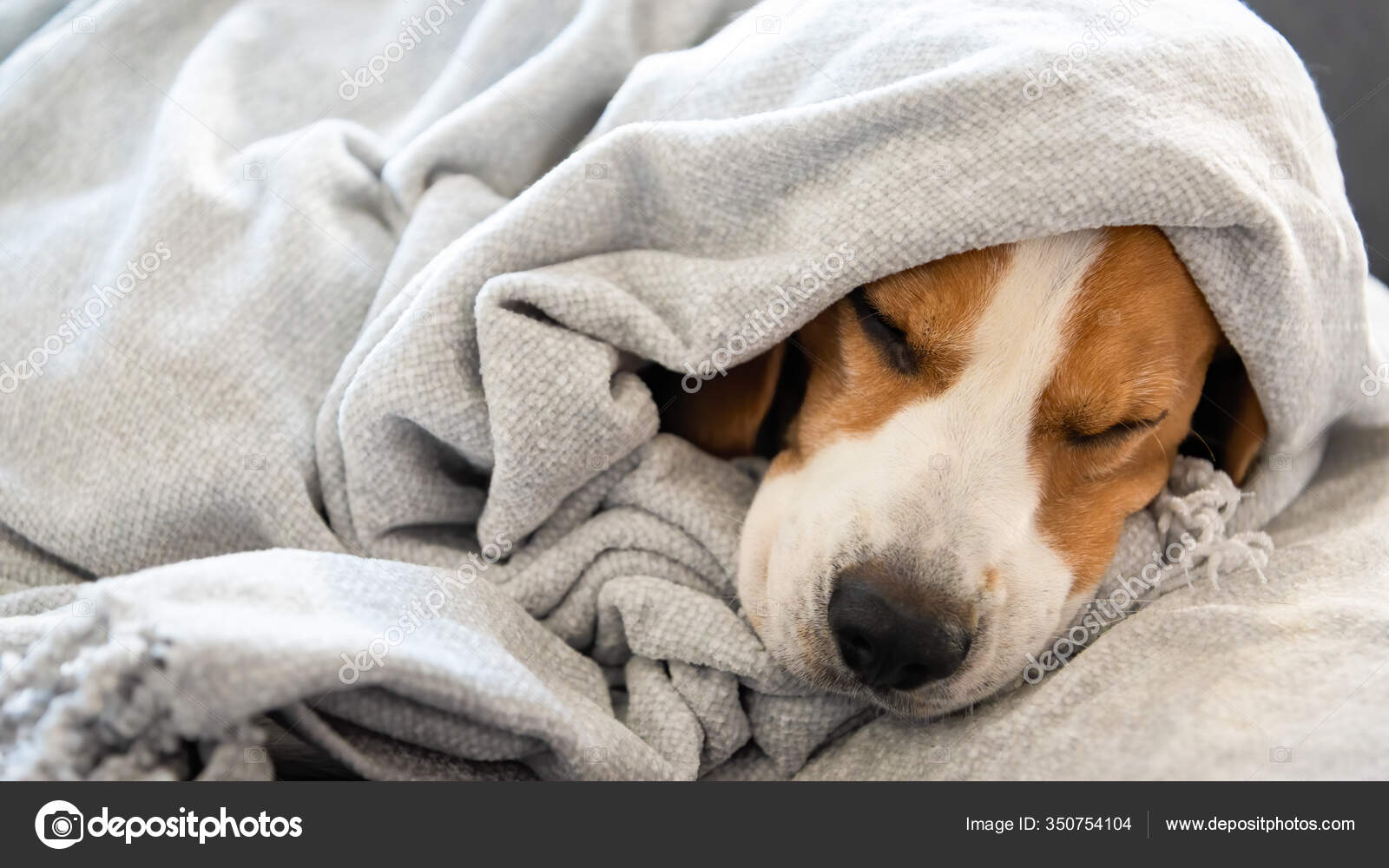 Why Do Dogs Get Sleepy After Baths