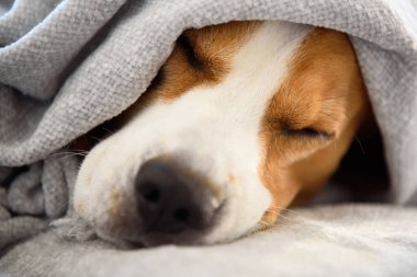 Kürkü kuruladıktan sonra battaniyenin altındaki kanepede bir köpek. Köpek hijyeni konsepti.