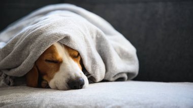 Kürkü kuruladıktan sonra battaniyenin altındaki kanepede bir köpek. Köpek hijyeni konsepti.