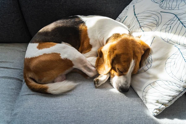 Beagle Enrolado Dormindo Sofá Sala Estar Animais Estimação Fundo — Fotografia de Stock