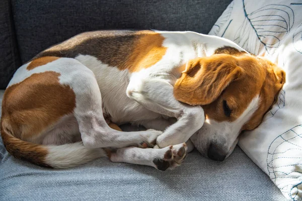 Κατσαρός Σκύλος Κοιμάται Στον Καναπέ Στο Σαλόνι Κατοικίδια Φόντο — Φωτογραφία Αρχείου