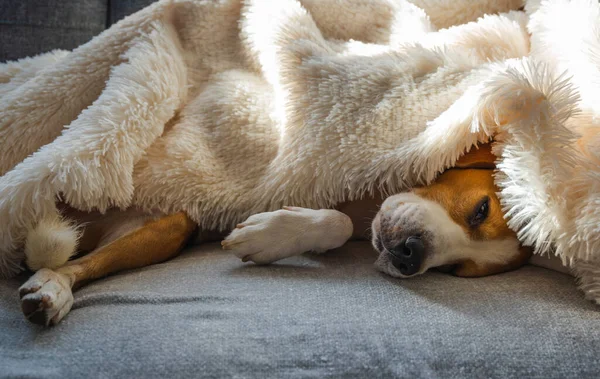 Adorável Cão Beagle Dorme Sofá Sob Cobertor Cão Fundo Brilhante — Fotografia de Stock