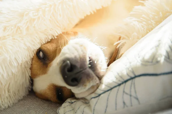 Adorável Cão Beagle Dorme Sofá Sob Cobertor Cão Fundo Brilhante — Fotografia de Stock