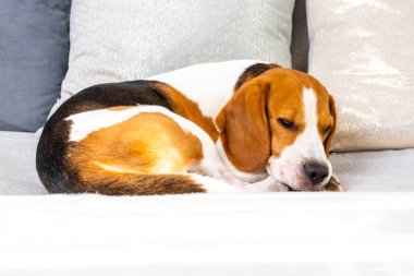 Köpek kanepede uyuyor. Beagle köpek kopya uzay arka plan
