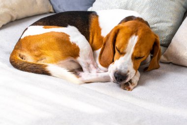 Köpek kanepede uyuyor. Beagle köpek kopya uzay arka plan