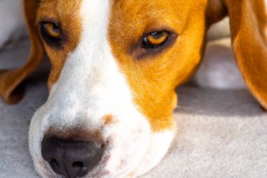 Baş aşağı bir kanepede üzücü köpek. baş ateş yakın. kopya uzay kavramı.