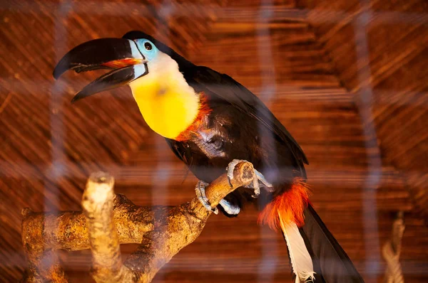 Toucan Gevangenschap Zicht Door Een Net Bij Één Toekan Vogel — Stockfoto