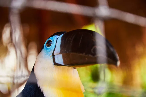 監禁されてる 一羽でネットで見る Toucan Bird — ストック写真