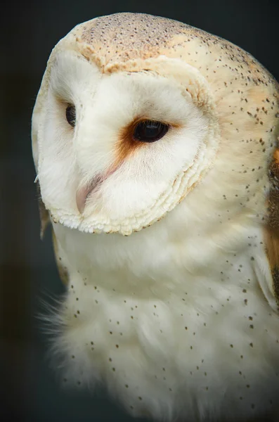 Barn Owl Closeup Birds Pray Vertical Shoot Reintroduction Program — Stock Photo, Image