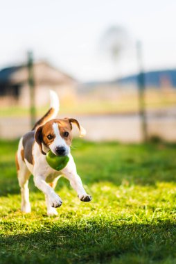 Beagle köpeği yeşil topla bahçeye doğru koşuyor. Sunny Day köpeği oyuncak getiriyor. Boşluğu kopyala.