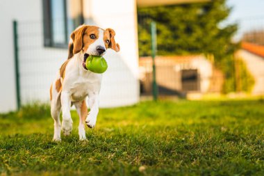 Beagle köpeği yeşil topla bahçeye doğru koşuyor. Sunny Day köpeği oyuncak getiriyor. Boşluğu kopyala.