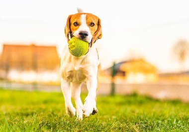 Beagle köpeği yeşil topla bahçeye doğru koşuyor. Sunny Day köpeği oyuncak getiriyor. Boşluğu kopyala.